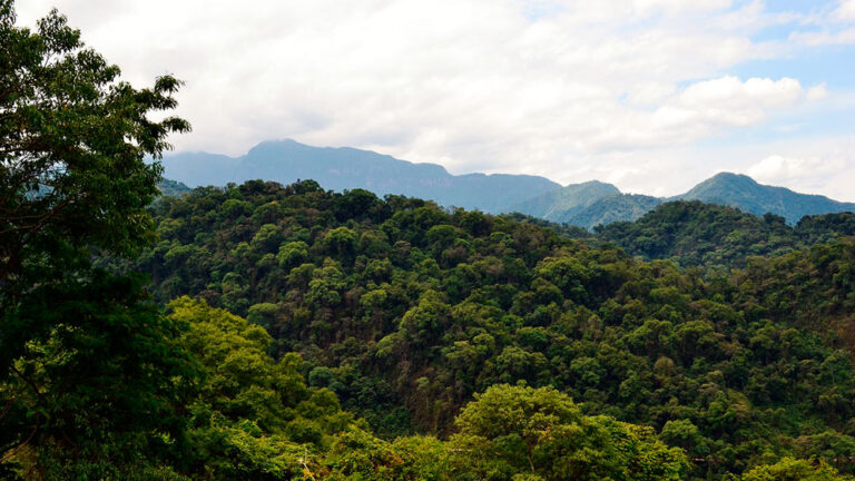 Los bosques andinos tropicales y subtropicales están actuando como sumideros de carbono