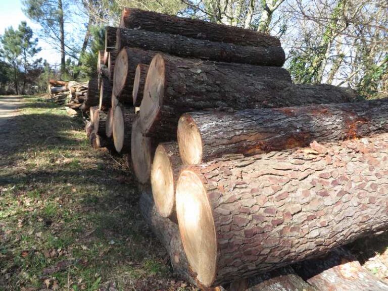 Madera estructural, biomasa, fibras textiles entre las 8 oportunidades de bionegocios en el sector forestal