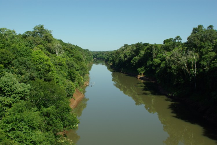 Convocan a pequeñas donaciones al Banco de Bosque para «salvar» lotes de Selva Misionera en la «Curva del Urugua-í», estratégica área natural al norte de Misiones