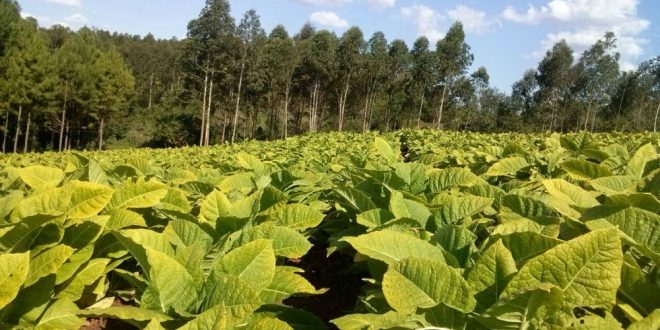 Misiones: profesional del municipio de 25 de Mayo analiza las debilidades del sector productivo y las medidas necesarias para su competitividad