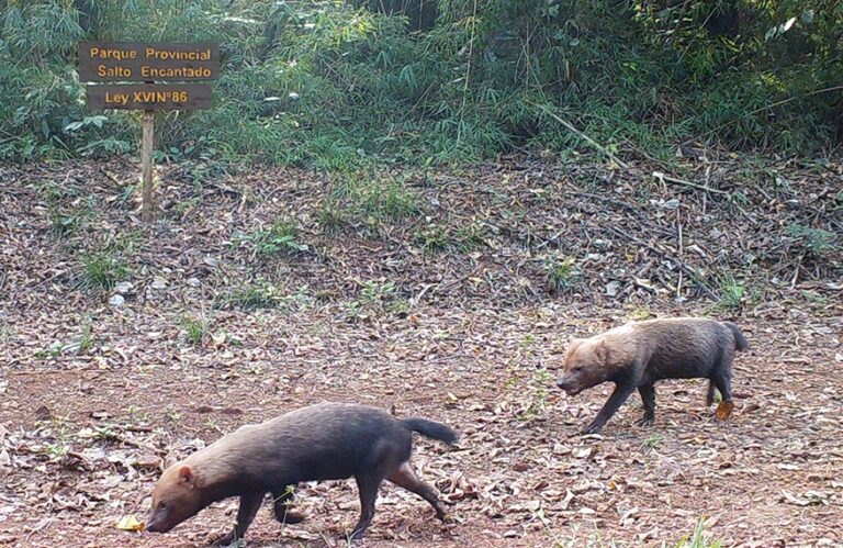 Misiones: nuevo registro del zorro pitoco, por primera vez en áreas protegidas de Salto Encantado