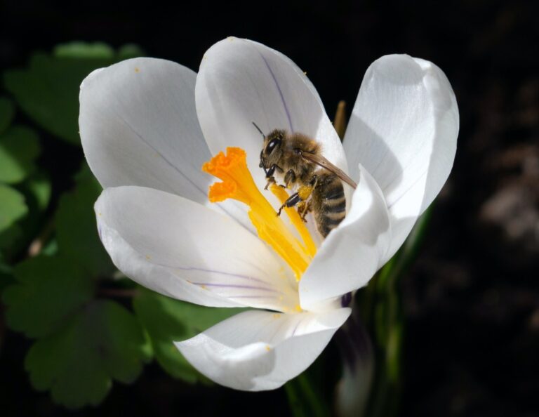 Informe IPBES 2026: las empresas pueden liderar un cambio transformador o arriesgarse a desaparecer con la pérdida de la biodiversidad