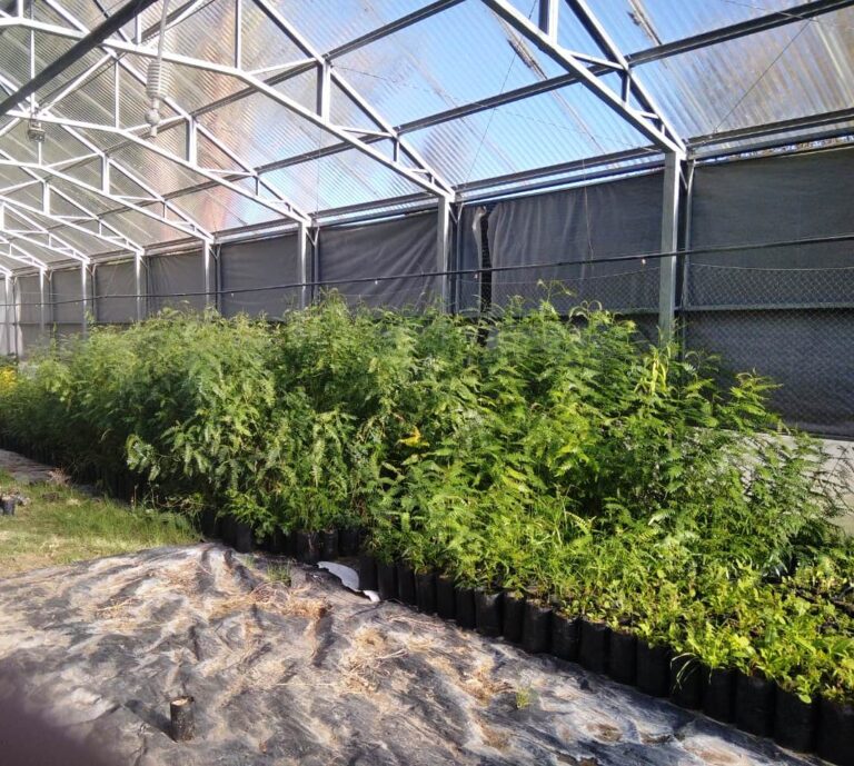 Chubut: promueven el empleo joven con la forestación desde el Vivero Provincial de Dolavon