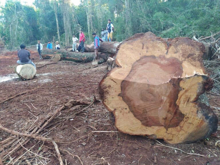 Misiones: la comunidad Mbya Guaraní Ka’a Kupe se movilizó ante nuevos desmontes de la empresa CARBA SA en tierras en conflicto