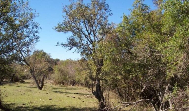 Corrientes: analizan zonas de conservación para actualizar la ley de ordenamiento territorial de bosques nativos