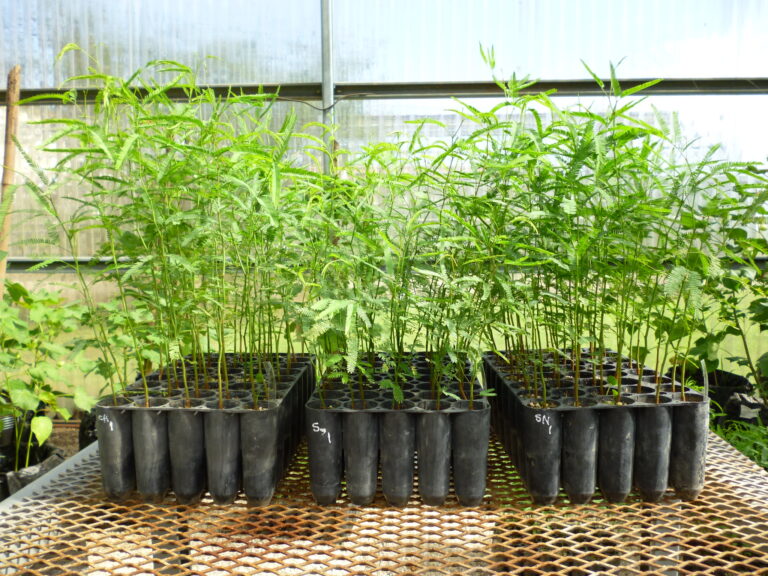 Algarrobo blanco: evaluación de parámetros de calidad en semillas y plantas de distintas procedencias
