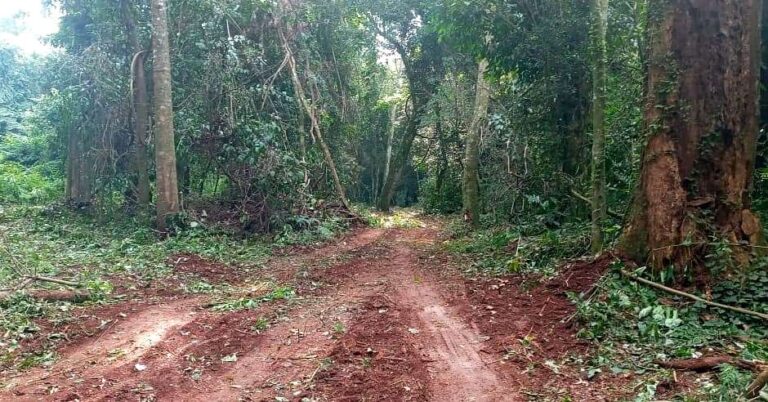 Paraguay: desesperado pedido para frenar la deforestación ante la invasión de tierras privadas de la reserva Parque Nacional San Rafael, en Itapúa