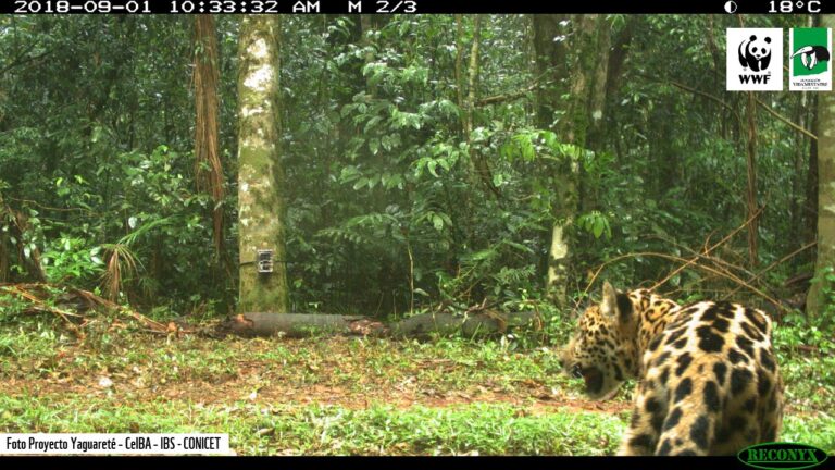 Bosque Atlántico: las amenazas sobre la ecorregión que abarca Argentina, Brasil y Paraguay afectan la conservación de la biodiversidad y especies como el yaguareté