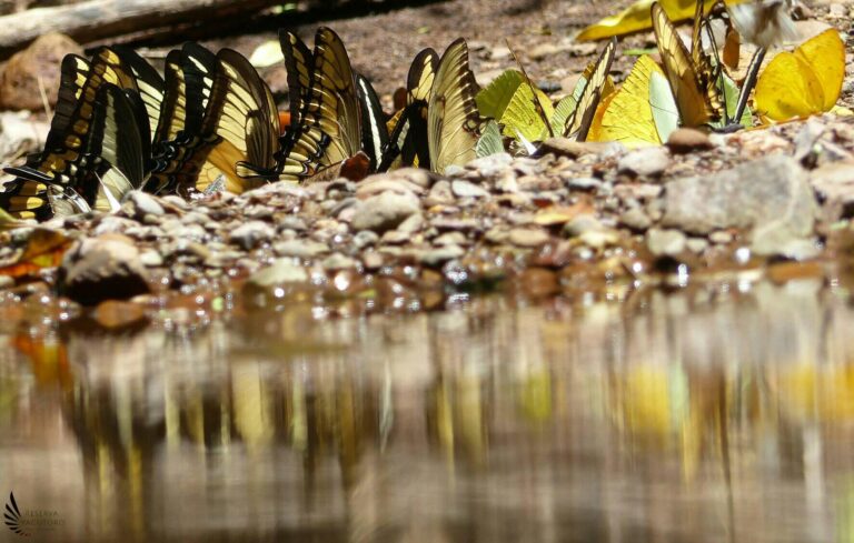 Reserva Privada Yacutoro en Misiones