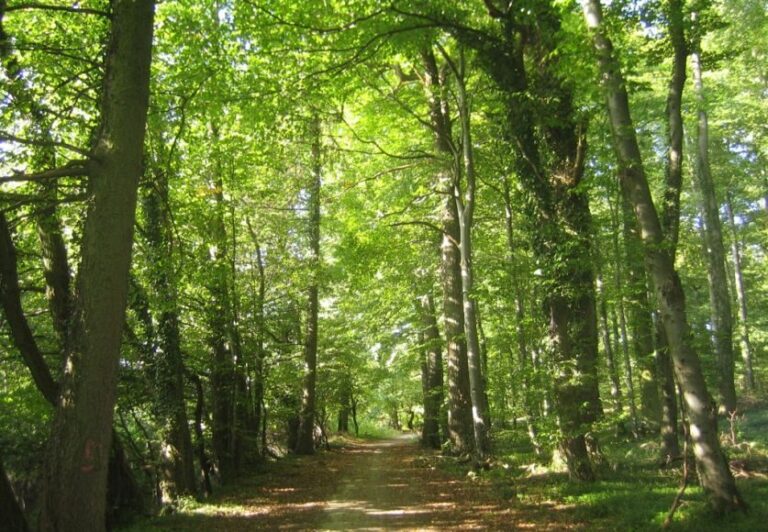 Santa Fe presentó el nuevo mapa Ordenamiento Territorial de los Bosques Nativos