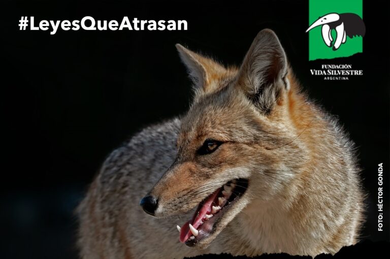 #LeyesQueAtrasan: iniciaron una campaña contra el gobierno de Chubut que paga por cazar pumas y zorros