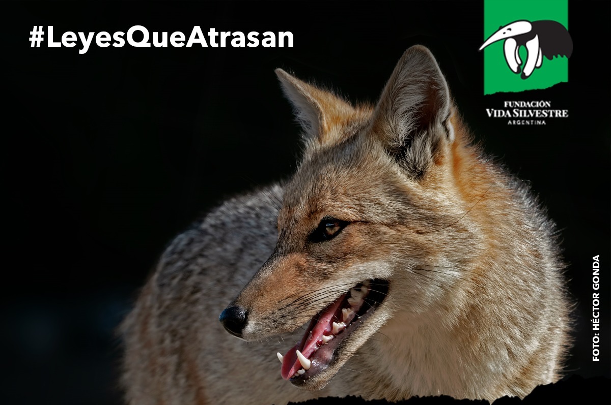 17 de Junio Campaña 4