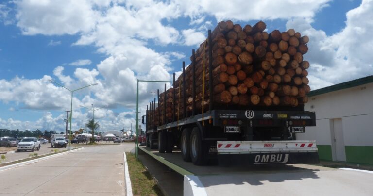 Mesopotamia: la existencia de plantaciones «no garantiza una disponibilidad real» de rollos de madera para abastecer a los aserraderos PyMEs de la cuenca