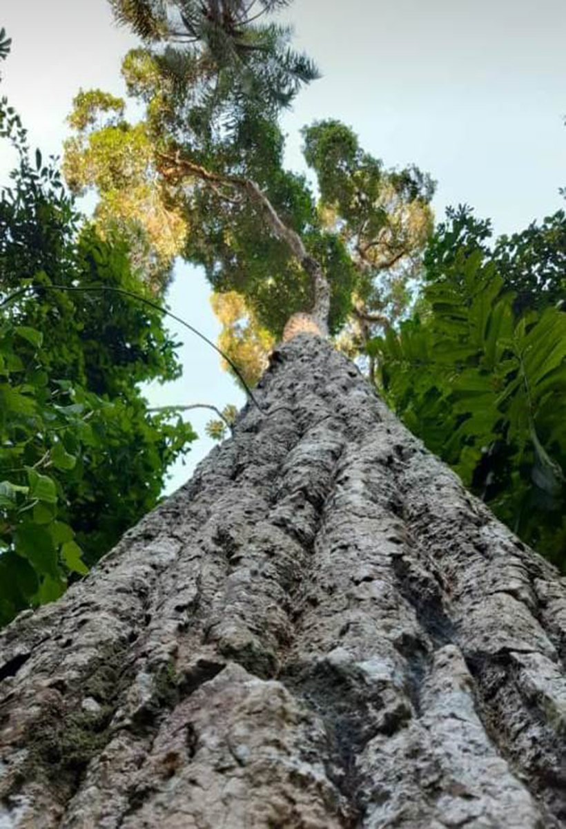 Los árboles, nativos o exóticos, cumplen la función de generar oxígeno para  el planeta - Argentina Forestal