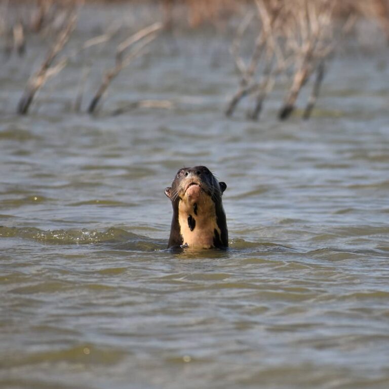 El lobo gargantilla habita en el Río Bermejo, entre la reserva natural Formosa y el Parque Nacional El Impenetrable