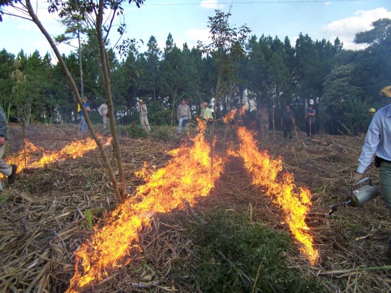 Quemas controladas como herramienta de prevención de incendios forestales: «El éxito de un fuego prescripto está ligado directamente a un conocimiento profundo del mismo y su dinámica»
