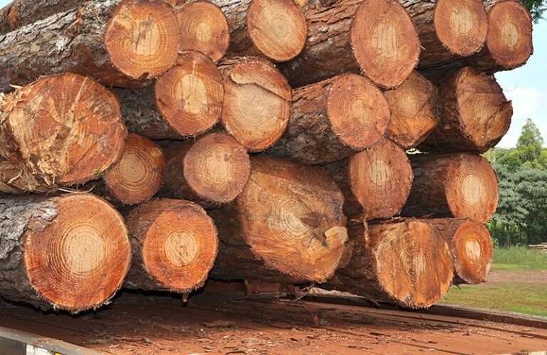 APICOFOM y la tasa forestal: «Instamos a conformar una mesa de diálogo real para las políticas de la industria forestal»