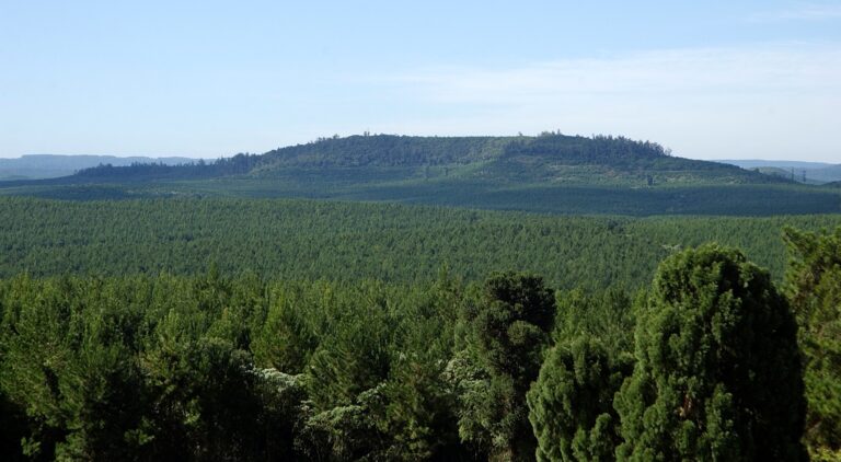 Arauco Argentina asevera que gestiona los recursos forestales renovables protegiendo la biodiversidad