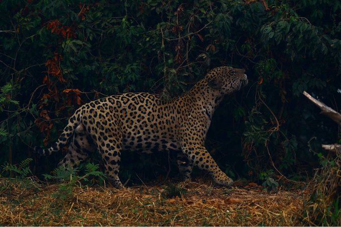 Nuevo informe científico de la Amazonía brasileña: más de 10.000 especies están en peligro de extinción, aumentó la deforestación y se adelantó la temporada de incendios forestales en el área