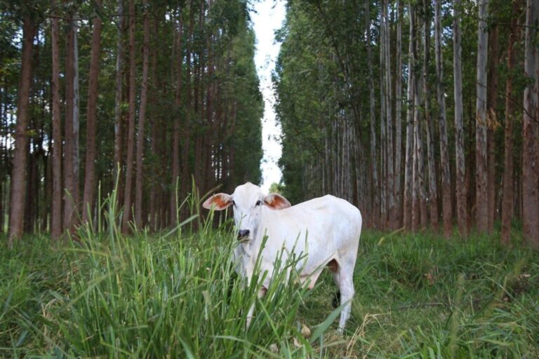 Klabin y Embrapa desarrollan una investigación que une la producción forestal con destino a celulosa y carne baja en carbono