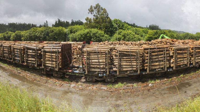 España: el sector forestal de Galicia se está recuperando y su facturación vuelve a rondar la barrera de los 2.000 millones de euros anuales