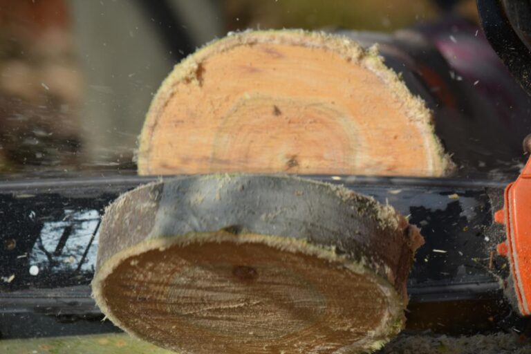 Los diferentes usos industriales de la madera de eucalipto, una clave para una mejor planificación de la inversión forestal