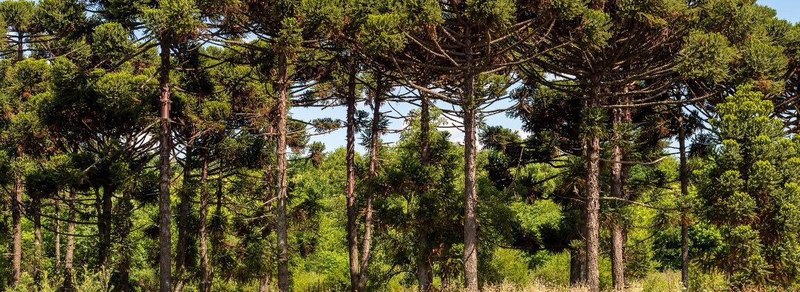 Araucaria Angustifolia