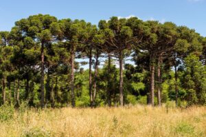Araucaria Angustifolia