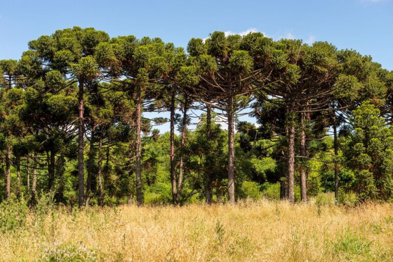 Araucaria Angustifolia