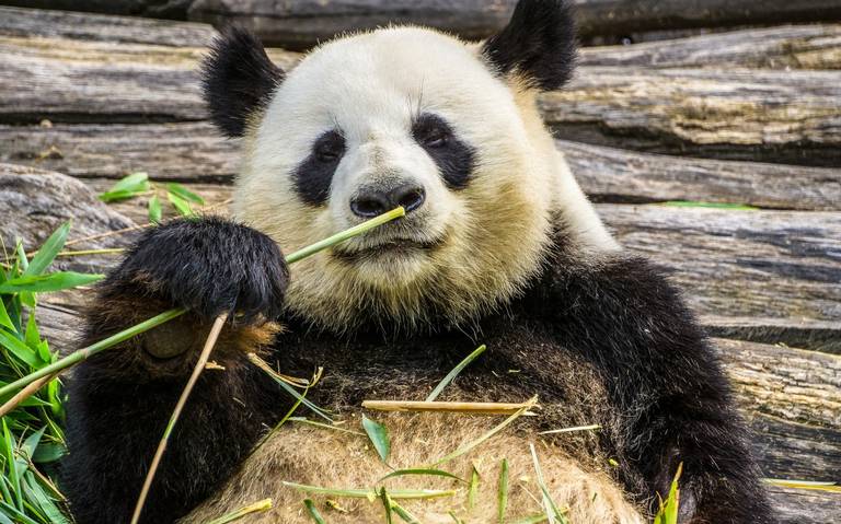 #BuenasNoticias: Oso panda dejó de estar en «peligro de extinción», según autoridades chinas