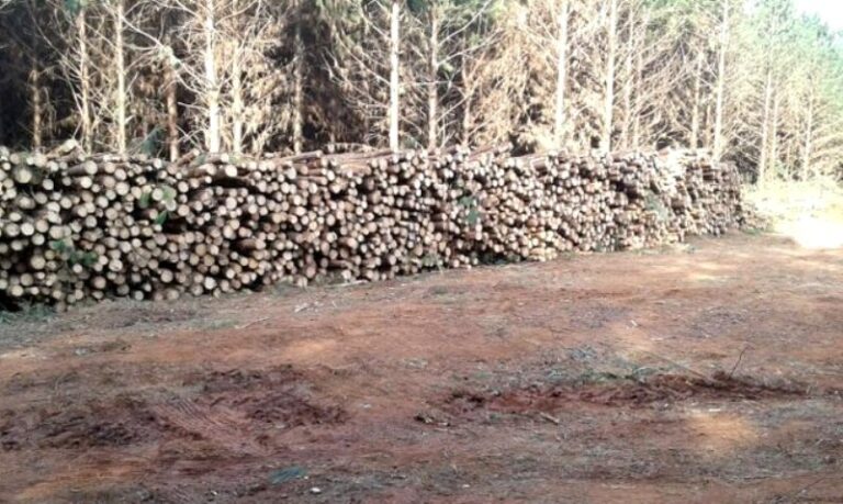 Daniel Durán, propietario de Selva SRL en Misiones: «De nada sirve que se fije un aumento del precio de la madera, si las trozas triturables aún no tienen destino en el mercado»
