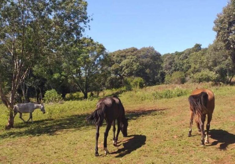 Misiones: la nueva reserva privada “El Salto” en Campo Grande fue creada para la restauración de bosques nativos y áreas degradadas