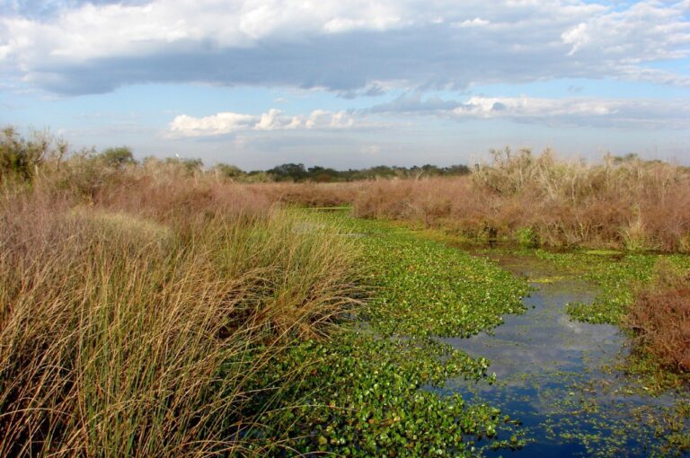 #BuenasNoticias: Crearán Selva de Montiel, el futuro Parque Nacional de 70 mil hectáreas en Entre Ríos