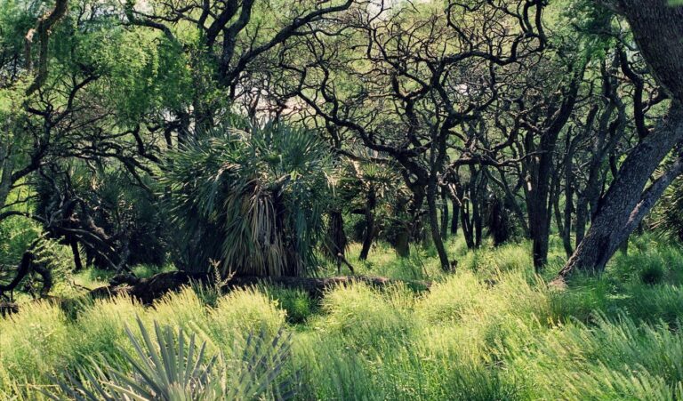 Fondo Verde del Clima se ejecutará en Entre Ríos | El gobierno provincial adhirió a un convenio para fondos REDD+ de la FAO