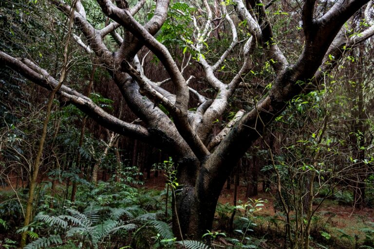 GMF Latinoamericana recertifica su «huella positiva» con la gestión de proyectos forestales comprometidos con la mitigación del cambio climático