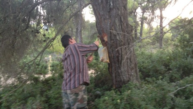 Grecia: Los incendios forestales acabaron con el trabajo de los productores de miel y resineros, una actividad que podría reponerse en 25 años