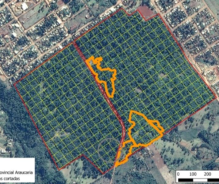 Fuego en las Araucarias de Misiones: el incendio afectó 5,7 hectáreas del total del área protegida provincial y alcanzó a unos 58 ejemplares adultos entre otras especies nativas