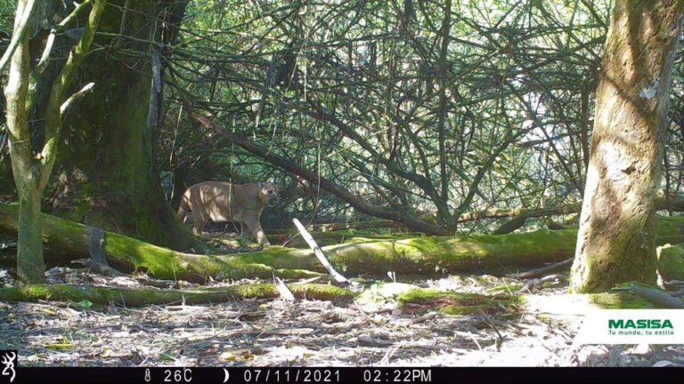 Corrientes: registran un Puma concolor en la reserva natural privada de MASISA Forestal Argentina en la zona de La Cruz