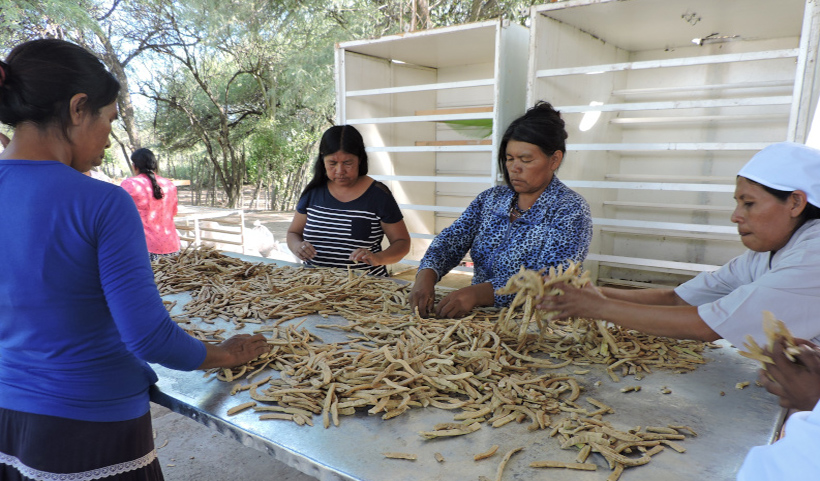 Mujeres Wichi seleccionando algarrobas