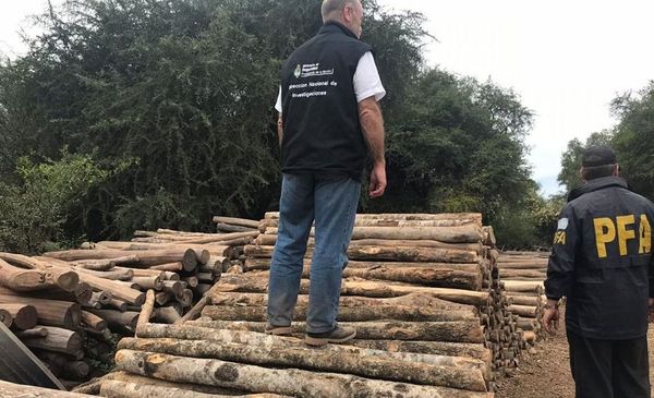 Delitos ambientales: la Justicia argentina avanza en el proceso contra  ex-autoridades y empresas forestales acusadas de contrabando de un árbol  protegido (palo santo) del Gran Parque Chaqueño - Argentina Forestal