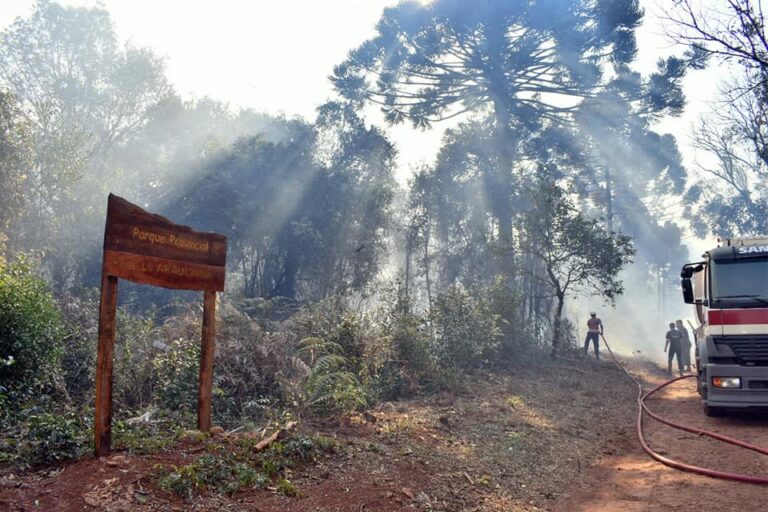 Tragedia ambiental en Misiones: incendios intencionales afectaron el Parque Provincial de la Araucaria que protege especies en peligro de extinción