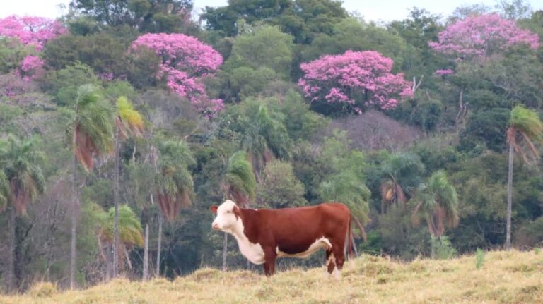 Misiones suma a la reserva privada «La Pendiente» al sistema de áreas naturales protegidas de la provincia
