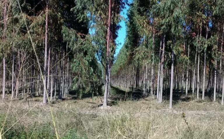 Unitán lleva adelante un plan de reforestación en Chaco y Formosa de 1600 hectáreas de quebracho colorado y eucalipto