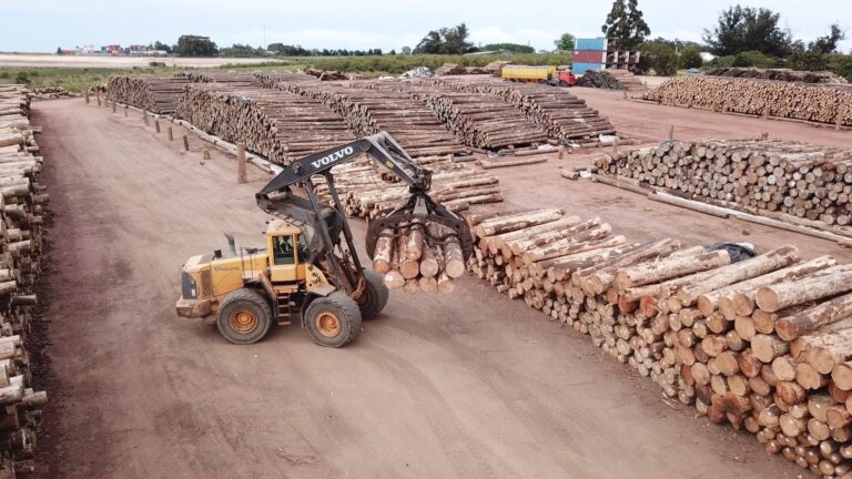 Uruguay: «El sector forestal es de los más estables del agro, se encuentra consolidado y en expansión»