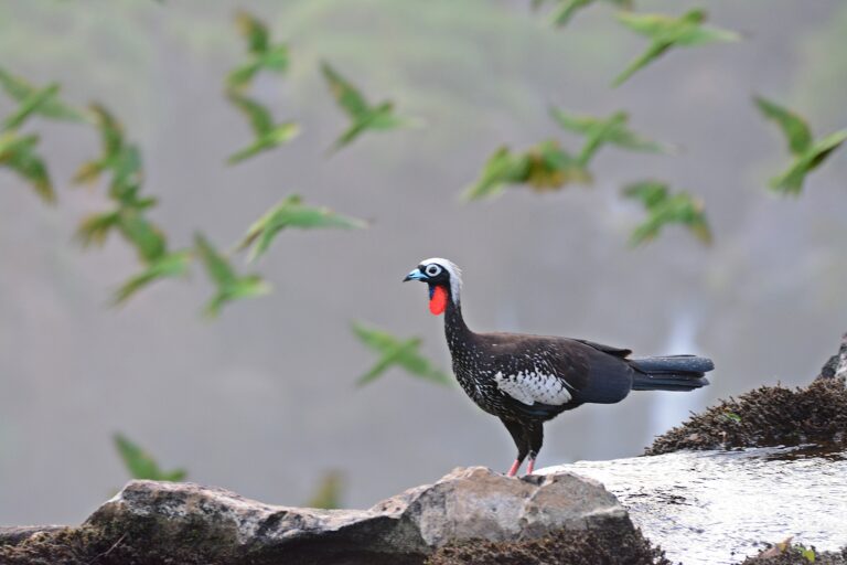 La Yacutinga es nuevo monumento natural en Misiones y desde Aves Argentina organizarán el primer taller para la gestión de conservación de la especie