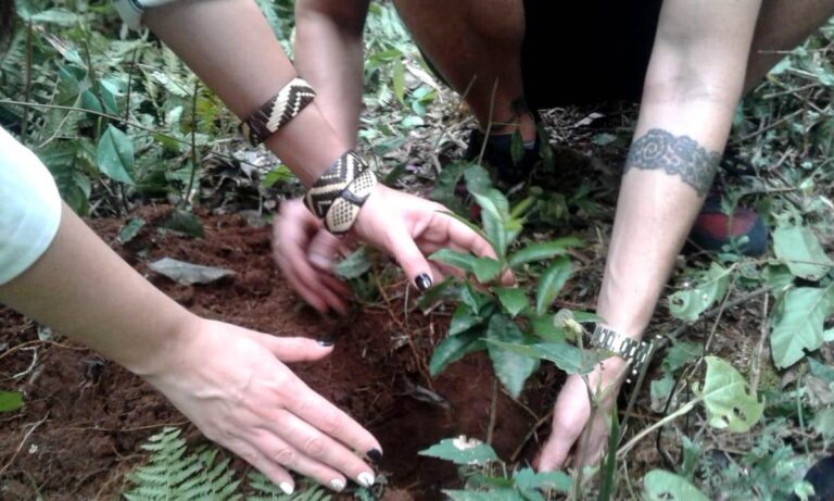 Campaña «Millón de Árboles»: la iniciativa de plantación, donación o adopción de especies nativas más grande del país que ya logró reforestar 530 mil árboles nativos 