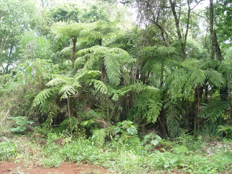 Arauco Argentina ratifica su compromiso ambiental y suma más de 8 mil hectáreas con la reserva Valle de la Alegría al sistema de Áreas Protegidas en Misiones