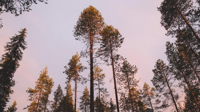 El grupo forestal finlandés recibe una compensación de 900.000 euros para conservar un bosque antiguo