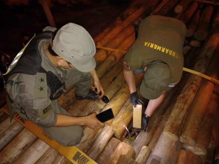 Misiones: trasladaban más de cinco toneladas de marihuana ocultas entre rollos de madera de eucaliptos