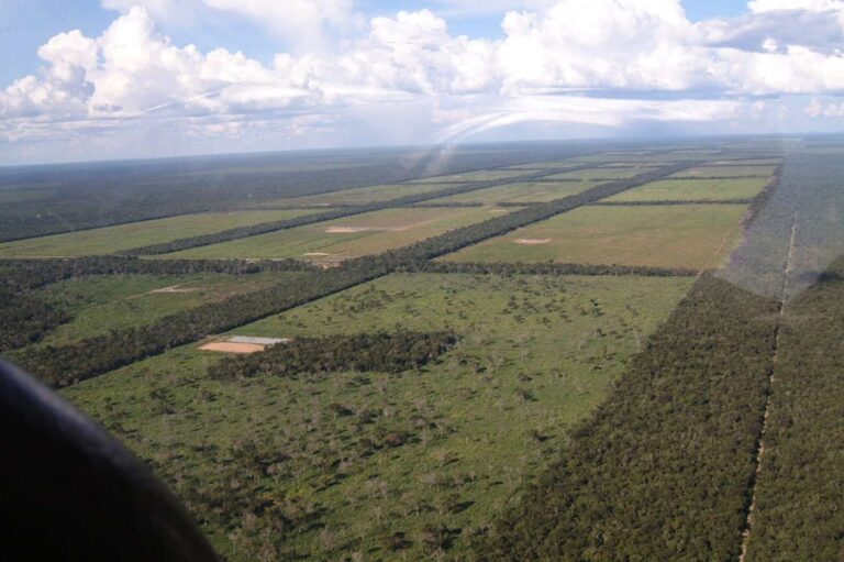 Gran Chaco: deforestación ilegal en Paraguay estaría vinculada a fabricantes de automóviles de lujo